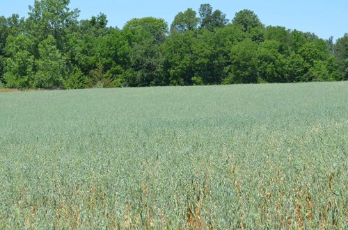 Property photo 79 - 21 Acre Modern Country Estate